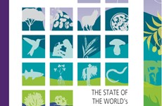Screenshot RAPPORTO FAO BIODIVERSITA' ALIMENTAZIONE E AGRICOLTURA